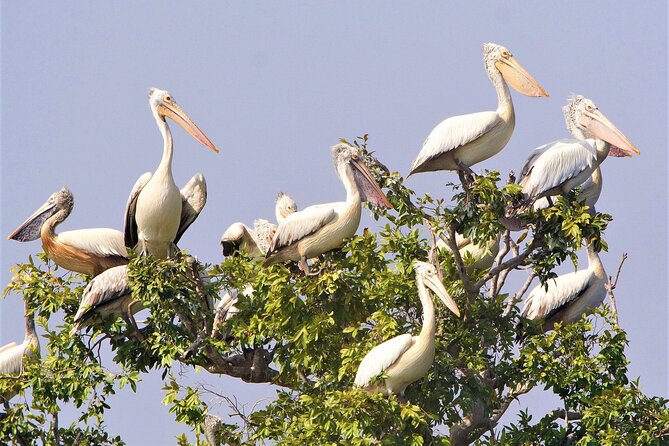 Prek Toal Birds Sanctuary and floating Village Private Day Tour - What the $170.05 price includes
