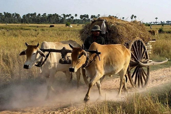 Private Siem Reap Quad Bike Adventure - Key points to know before you book