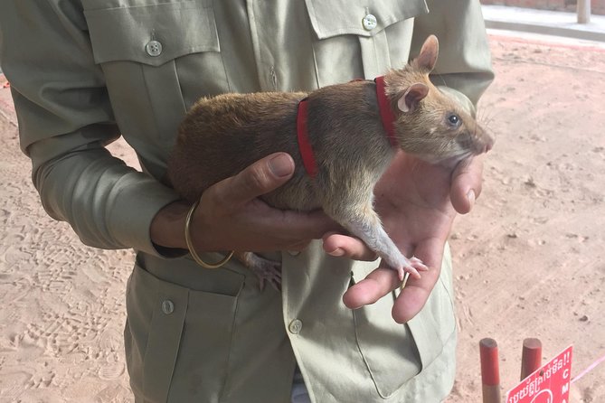 Private Tour: HERO Rats & Angkor National Museum - The APOPO visit connects history with daily safety