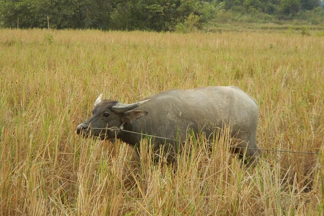 Rice Fields & Rural Villages Tour - How the private format affects the experience