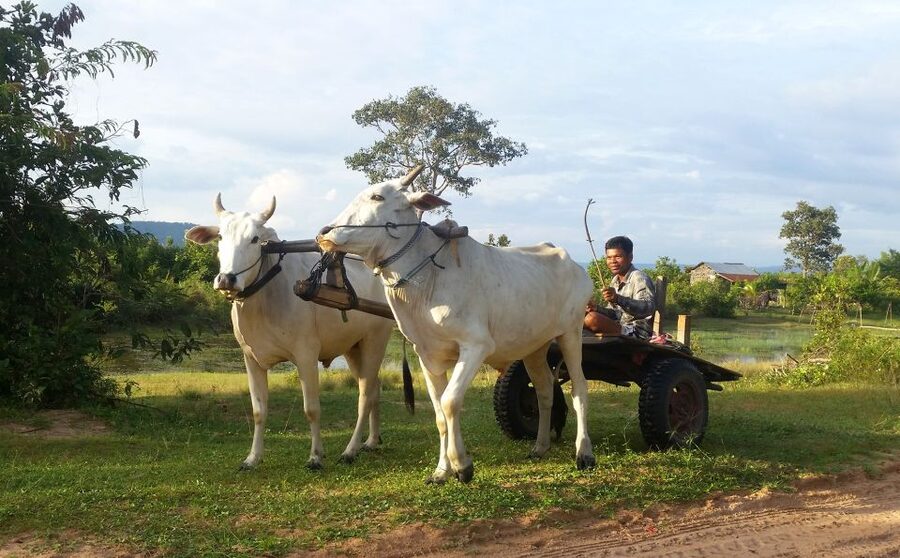 Siem Reap: 6-Hour Easy Rider Motorbike Tour - What the $62 price includes