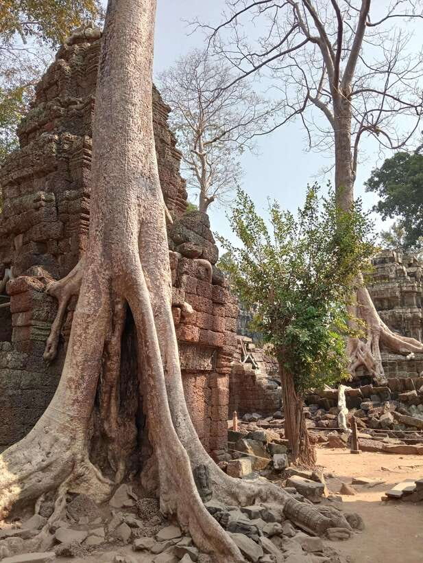 Siem Reap: Angkor Full-Day Group Tour with Japanese Guide - Ta Prohm and the first look at Angkor