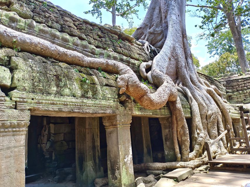 Siem Reap: Angkor Sunrise 1- or 2-Day Guided Temples Tour - Ta Prohm, where trees meet stone