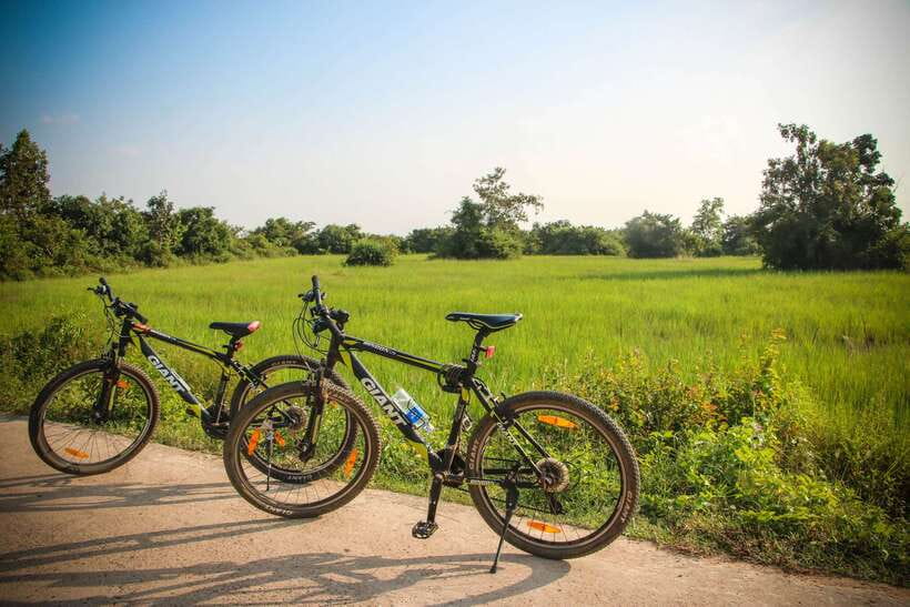 Siem Reap: Countryside Cycle and Local Village Life Tour - Rice fields and the work behind Cambodia’s staple food