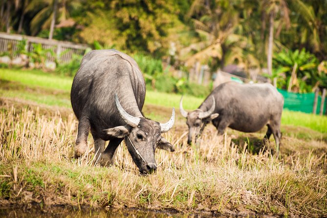 Siem Reap Countryside Guided Tour by Bike and E-Bike Private Tour - Why this four-and-a-half-hour ride is worth your morning
