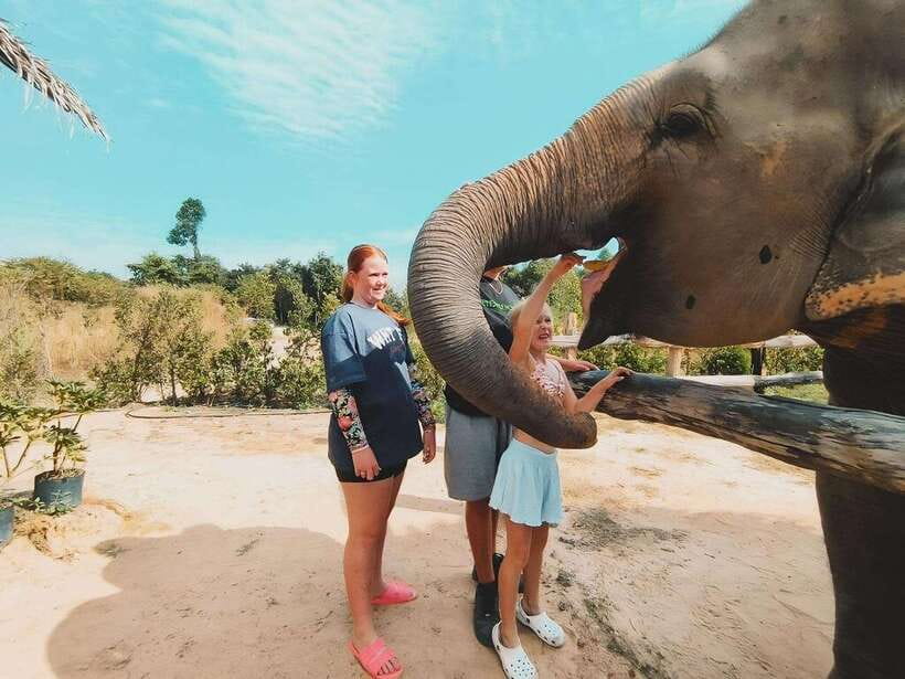 Siem Reap: Elephant Sanctuary Included Hotel Pickup Drop-off - What the four-hour visit is really like