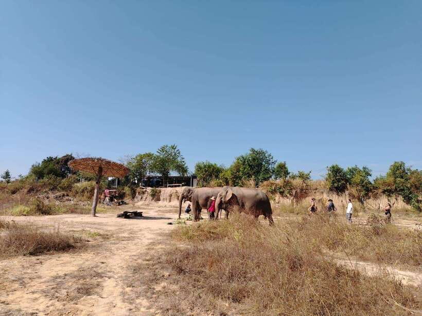 Siem Reap: Elephants & Apopo Rat Demining Private Trip - Why this unusual Siem Reap pairing works
