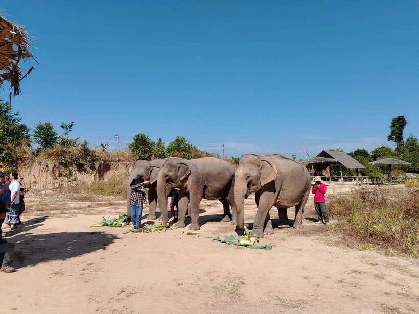 Siem Reap: Elephants & Apopo Rat Demining Private Trip - What responsible elephant tourism looks like here