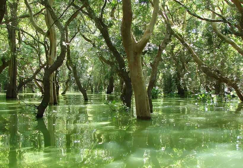 Siem Reap: Floating Village, Kampong Phluk Private Tour - The flooded forest and Tonle Sap Lake
