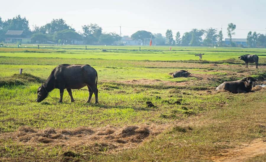Siem Reap: Guided Countryside Bike Tour - The market, farms, and rice-wine stop