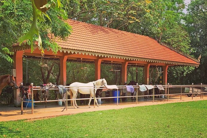 Siem Reap Happy Horse Riding Free Pick-up & Drop-off - What happens before you mount