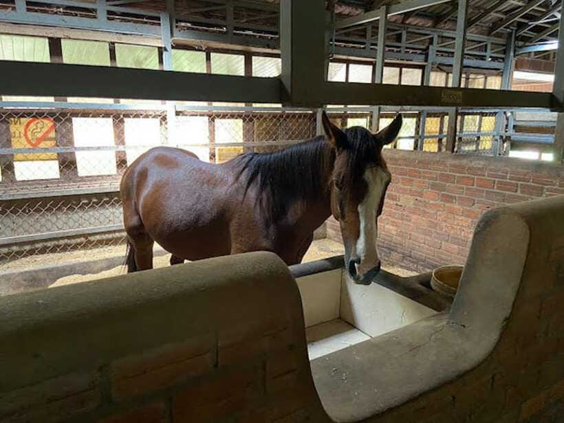 Siem Reap Happy Horse Riding Free Pick-up & Drop-off - Practical value at $72 per person