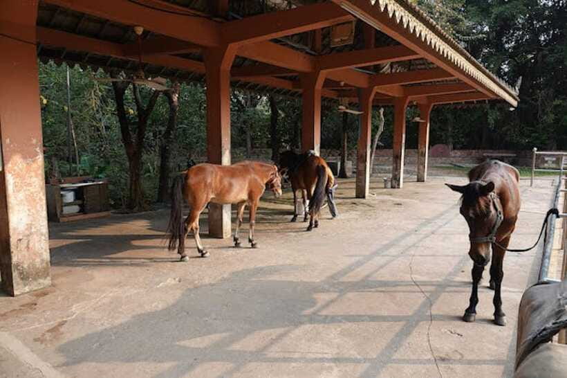 Siem Reap Happy Horse Riding Free Pick-up & Drop-off - Safety, comfort, and rider limits