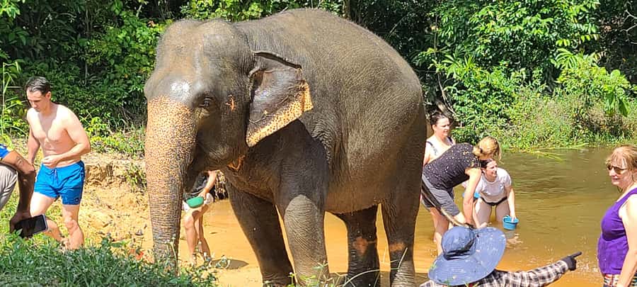 Siem Reap: Kulen Elephant Forest Guided Tour - Who should choose this tour