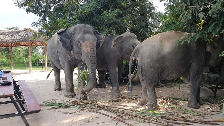Siem Reap: Kulen Elephant Forest Guided Tour - Why this elephant experience feels different