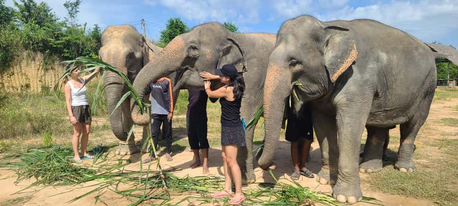Siem Reap: Kulen Elephant Forest Guided Tour - The introduction sets the tone