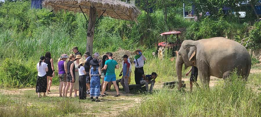 Siem Reap: Kulen Elephant Forest Guided Tour - Walking beside the elephants