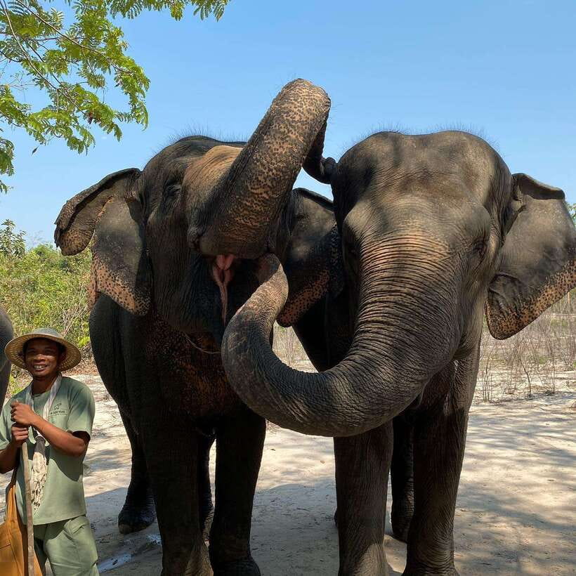 Siem Reap: Kulen Elephant Forest & Tonlesap Lake - Key points to know before you book