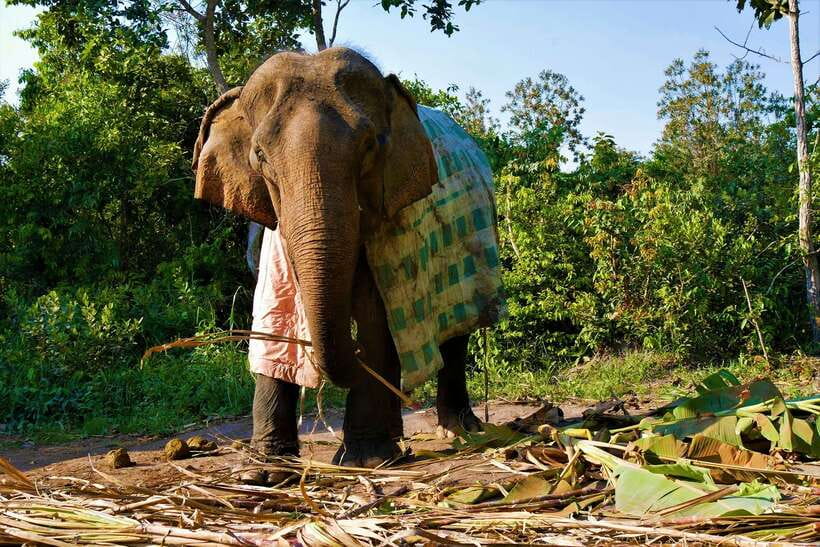 Siem Reap: Kulen Elephant Forest & Tonlesap Lake - Booking advice and final verdict
