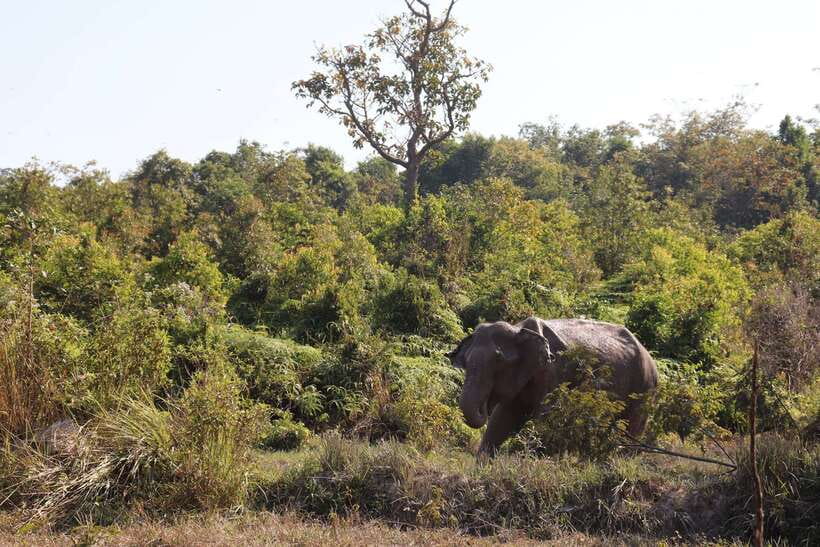 Siem Reap: Kulen Elephant Forest & Tonlesap Lake - From the forest to Kompong Phluk