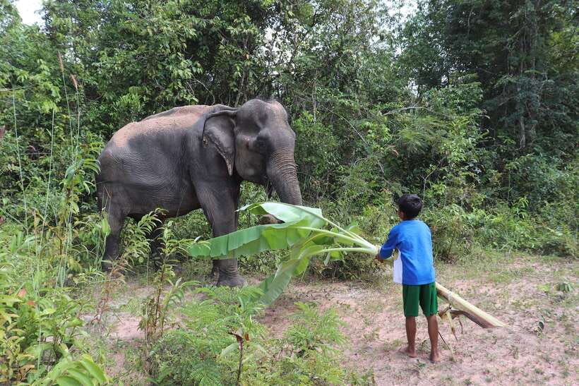 Siem Reap: Kulen Elephant Forest & Tonlesap Lake - Flooded forest and the canoe question