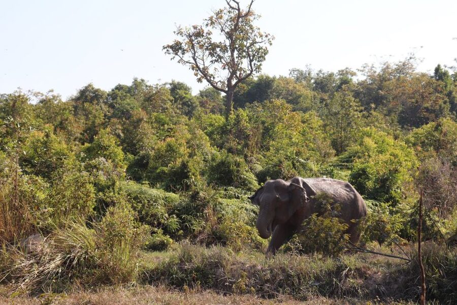 Siem Reap: Kulen Elephant Forest & Tonlesap Lake - Guides can shape the whole day