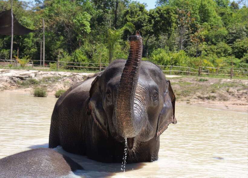 Siem Reap: Kulen Elephant Forest & Tonlesap Lake - Is $217 a fair price?