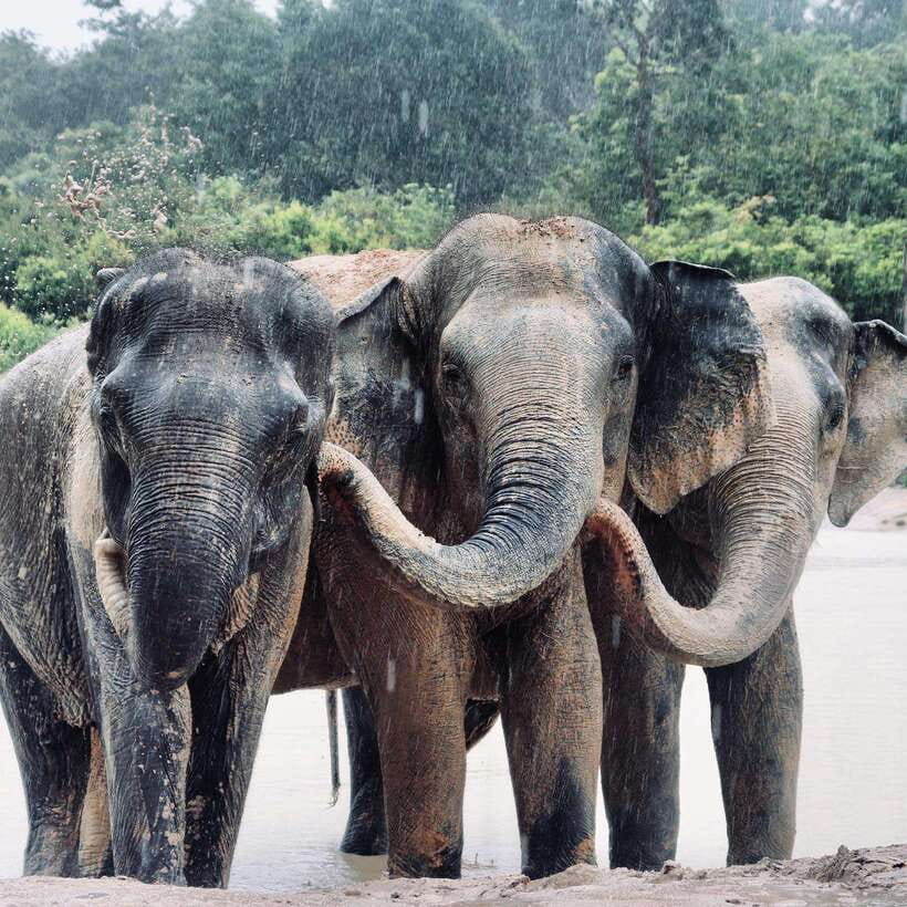 Siem Reap: Kulen Elephant Forest & Tonlesap Lake - A 2-kilometer walk through the jungle
