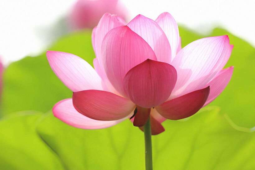 Siem Reap Lotus Silk Farm Discovery tour & Lake experience - The 20-minute ride into rural Siem Reap