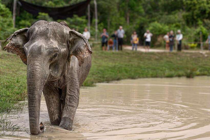 Siem Reap: Small Group Tour of Kulen Elephant Forest - Feeding the elephants without turning them into performers