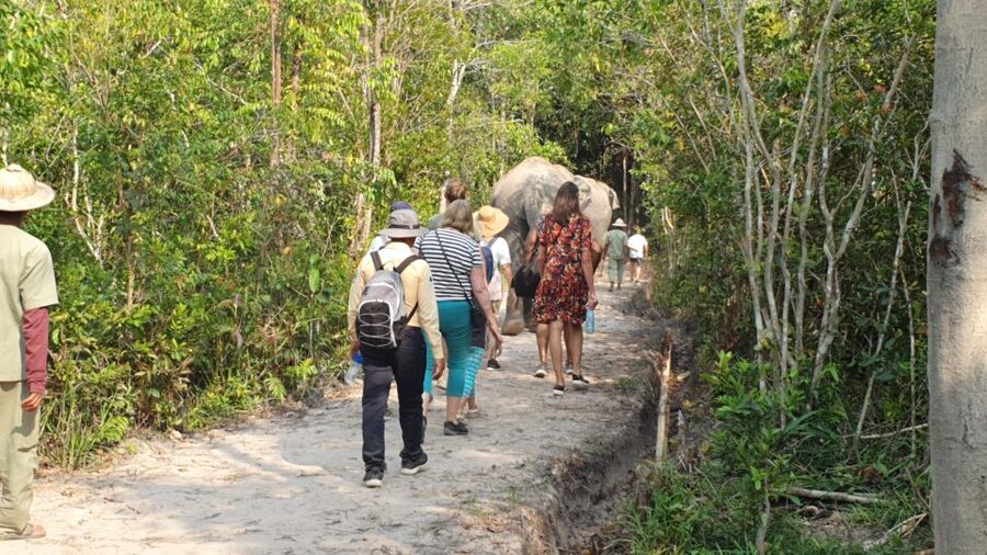 Siem Reap: Small Group Tour of Kulen Elephant Forest - What the $96 price covers