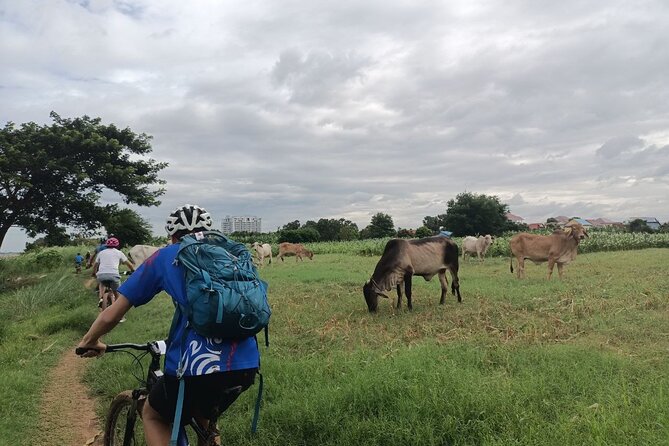 Silk Island at Twilight Cycle Encounter - Farmland, Markets, and the Slower Side of Island Life