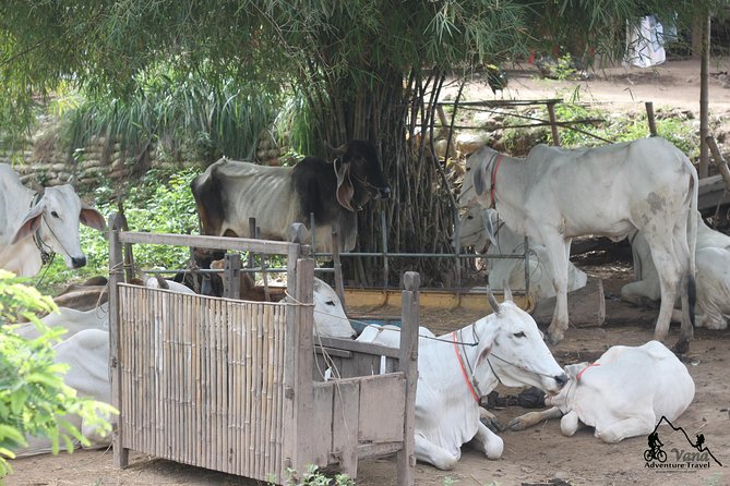 Silk Island & countryside of Phnom Penh by Tuk Tuk - Buddha monastery and the spiritual side of island life