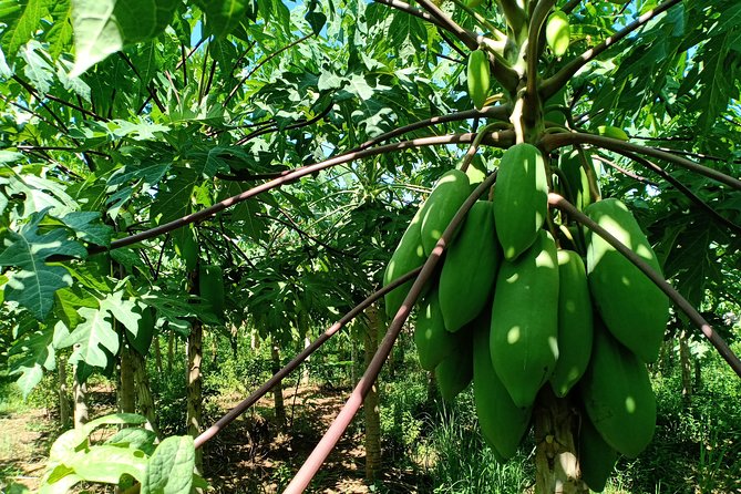 Silk Island Cycling Adventure & lunch with locals - Why Silk Island makes a good escape from Phnom Penh